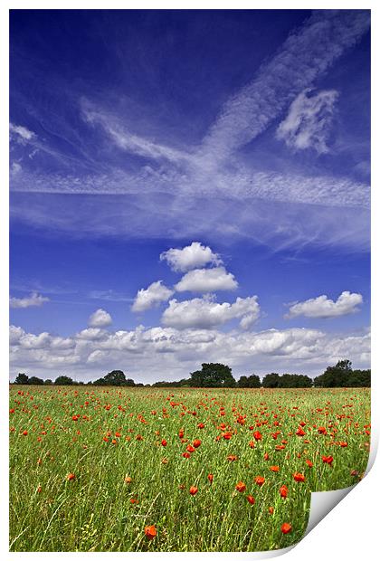 Fields of Red and Skies of Blue 2 Print by Paul Macro