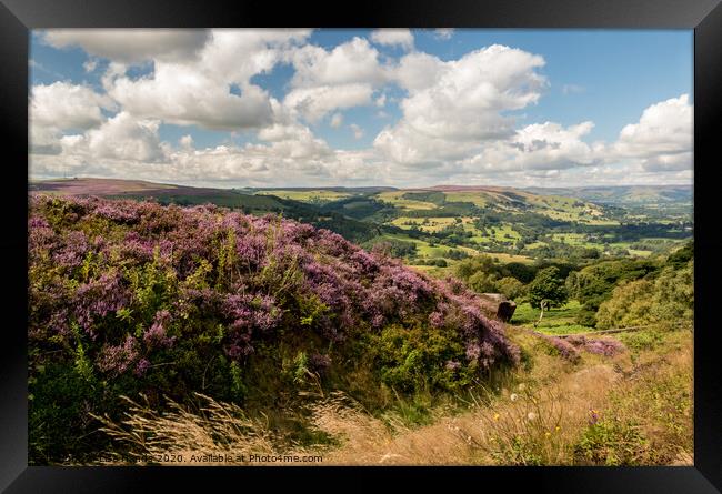 Heather overlooking Hathersage Framed Print by Lisa Hands