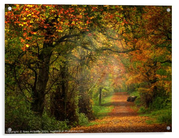 Enchanting Autumn Pathway Acrylic by Ross McNeillie