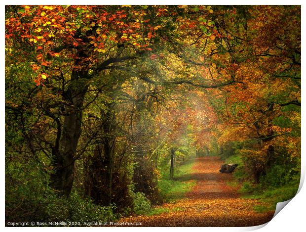 Enchanting Autumn Pathway Print by Ross McNeillie