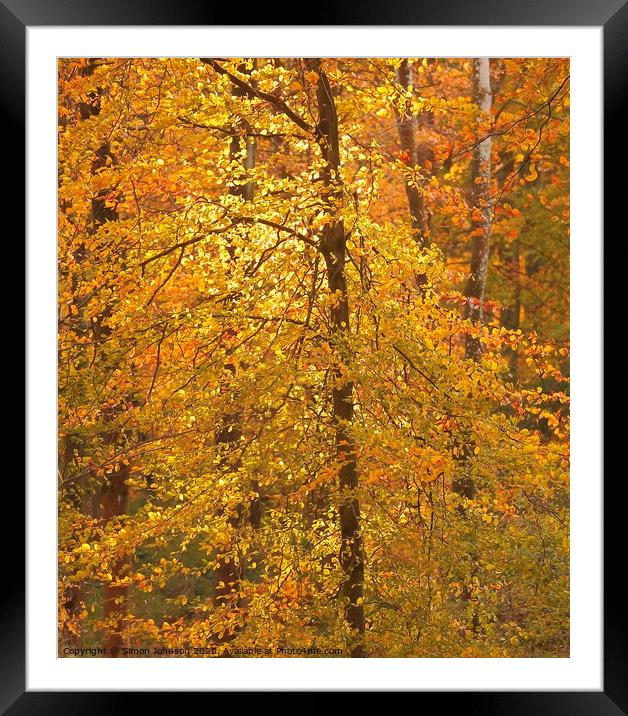 Autumn Colour  Framed Mounted Print by Simon Johnson