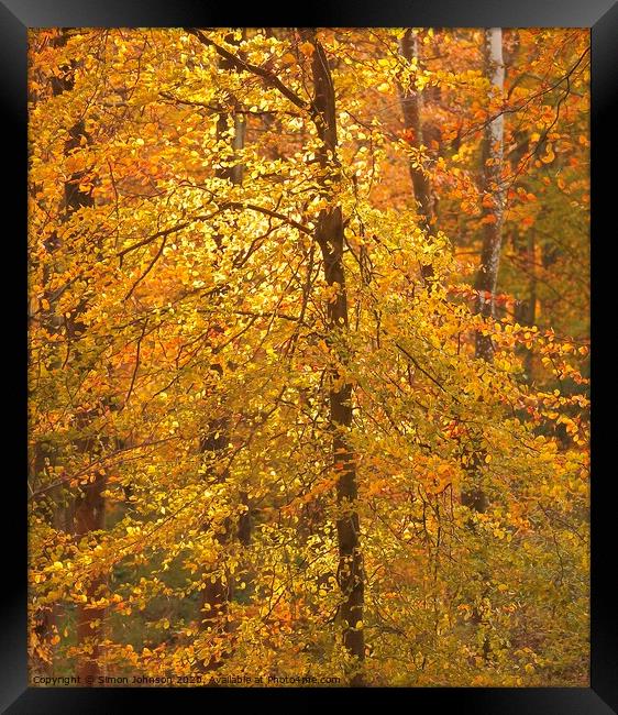 Autumn Colour  Framed Print by Simon Johnson