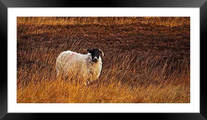 Sheep In Heather Framed Mounted Print by David Pringle