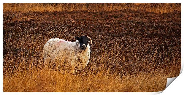 Sheep In Heather Print by David Pringle