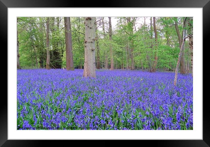 Bluebells  Framed Mounted Print by Sandra Reeve