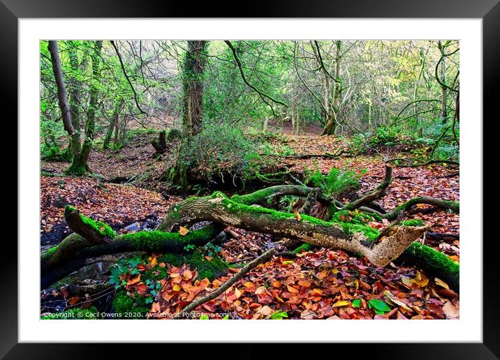 Beautiful autumn Framed Mounted Print by Cecil Owens