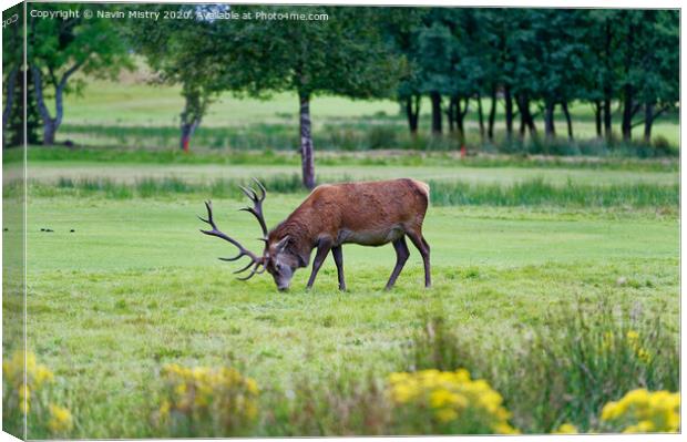 A red deer stag, grazing on the golf course at Lochranza, Isle of Arran, Canvas Print by Navin Mistry