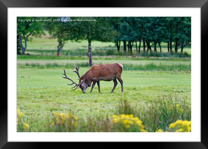 A red deer stag, grazing on the golf course at Lochranza, Isle of Arran, Framed Mounted Print by Navin Mistry