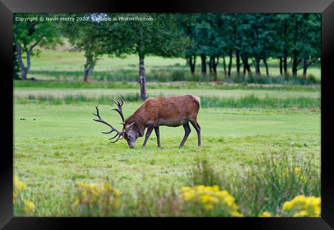 A red deer stag, grazing on the golf course at Lochranza, Isle of Arran, Framed Print by Navin Mistry