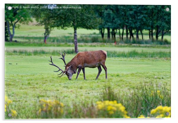 A red deer stag, grazing on the golf course at Lochranza, Isle of Arran, Acrylic by Navin Mistry