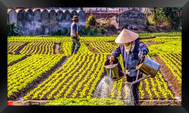 The Women of Vietnams Crop Fields Framed Print by Ian Stone