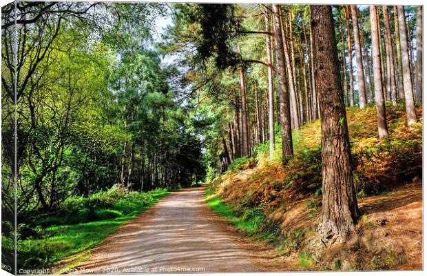 Cannock Chase Path Canvas Print by Diana Mower