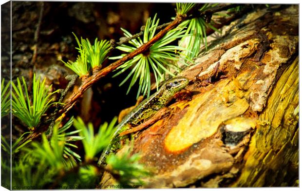 Lizard in the Larch Canvas Print by Paddy Art