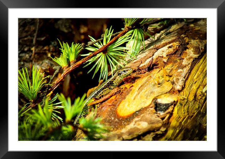 Lizard in the Larch Framed Mounted Print by Paddy Art