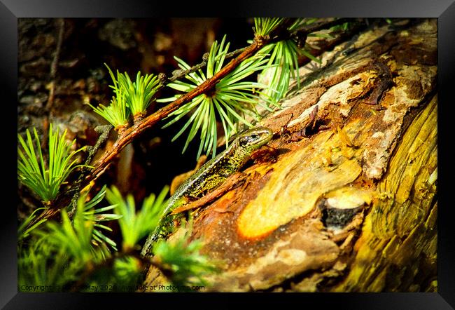 Lizard in the Larch Framed Print by Paddy Art