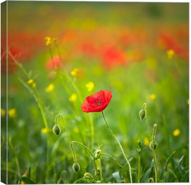 Blood Red Poppy Canvas Print by Paul Andrews