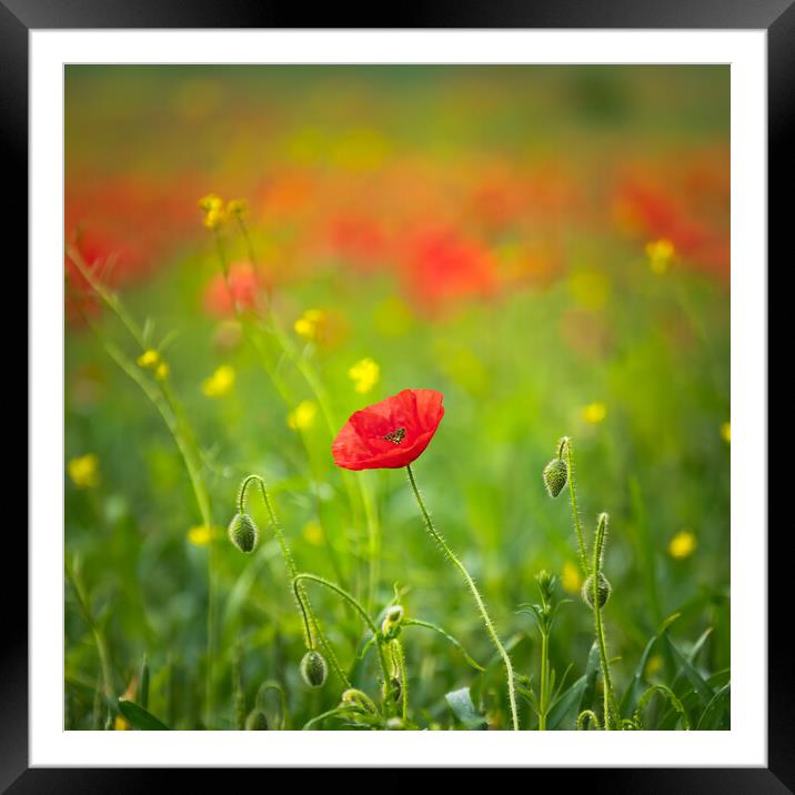 Blood Red Poppy Framed Mounted Print by Paul Andrews