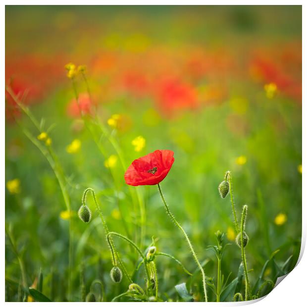 Blood Red Poppy Print by Paul Andrews