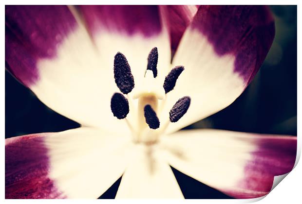 Inside a Tulip Print by Joanne Wilde