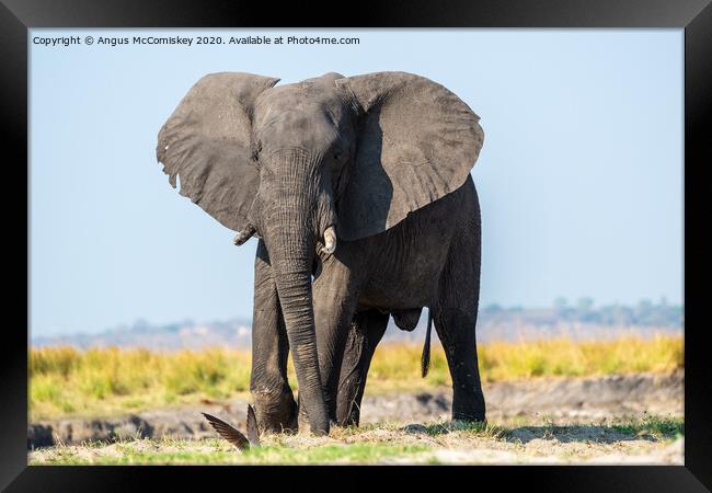 Defiant young bull elephant on bank of Chobe River Framed Print by Angus McComiskey