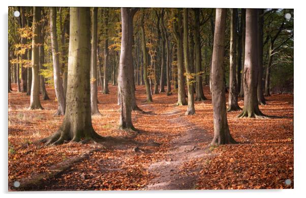 Woodland Path Acrylic by David Semmens