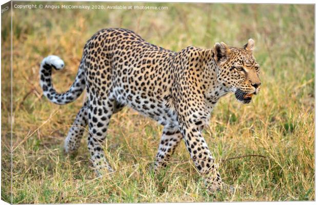 Leopard on the move Canvas Print by Angus McComiskey