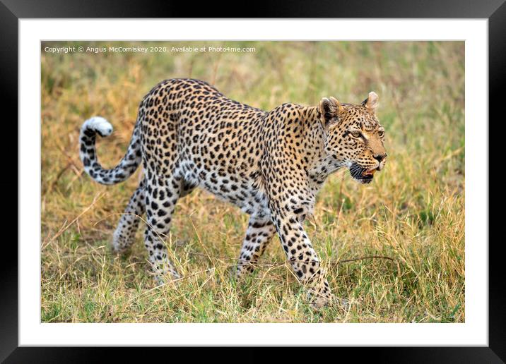 Leopard on the move Framed Mounted Print by Angus McComiskey