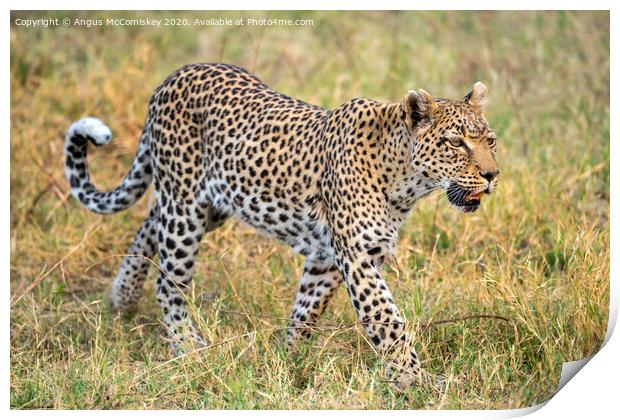 Leopard on the move Print by Angus McComiskey