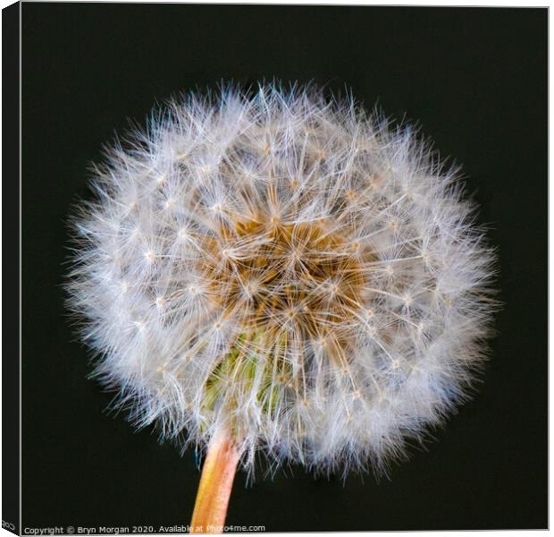 Dandelion head Canvas Print by Bryn Morgan