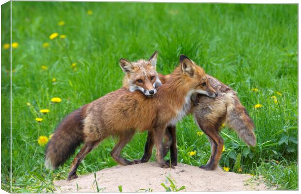 Two Red Foxes Canvas Print by Arterra 