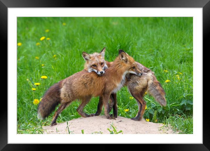 Two Red Foxes Framed Mounted Print by Arterra 