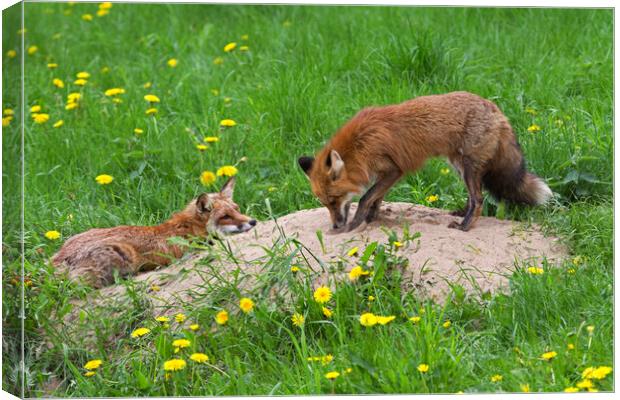 Red Fox Couple at Den Canvas Print by Arterra 