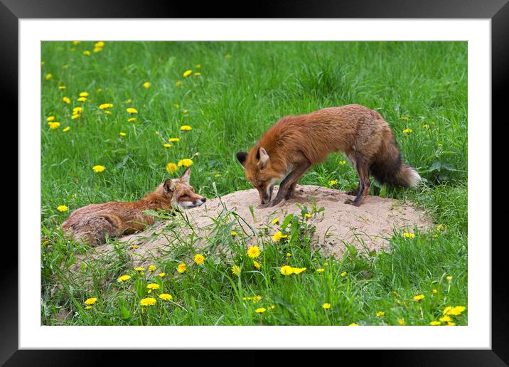 Red Fox Couple at Den Framed Mounted Print by Arterra 