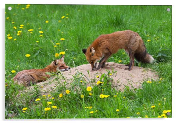 Red Fox Couple at Den Acrylic by Arterra 