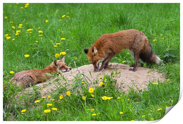 Red Fox Couple at Den Print by Arterra 