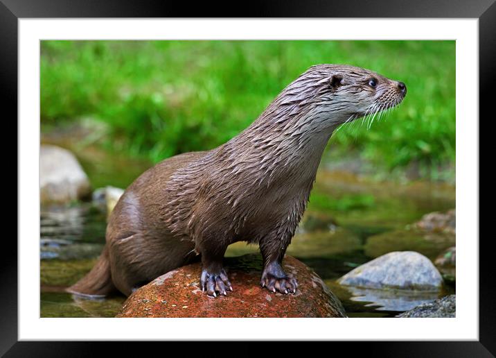 European River Otter - Lutra lutra Framed Mounted Print by Arterra 
