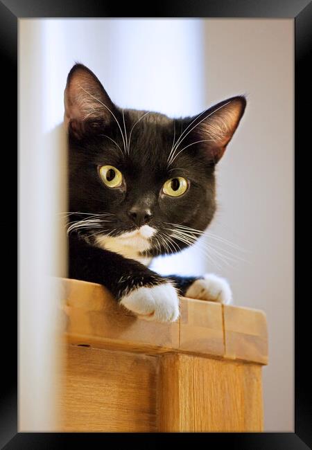 Tuxedo Cat Framed Print by Arterra 