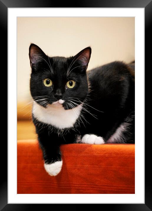 Tuxedo Cat Framed Mounted Print by Arterra 