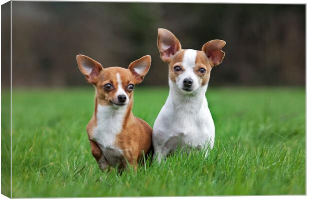 Two Chihuahuas in Garden Canvas Print by Arterra 