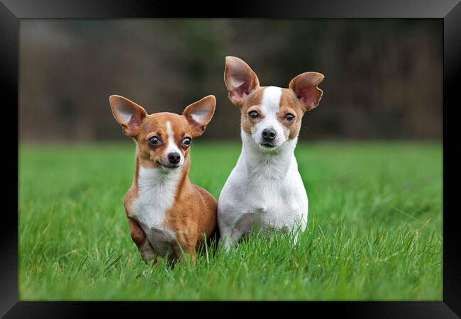 Two Chihuahuas in Garden Framed Print by Arterra 