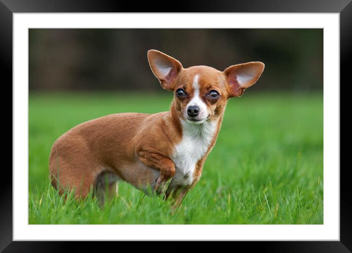  Chihuahua in Garden Framed Mounted Print by Arterra 