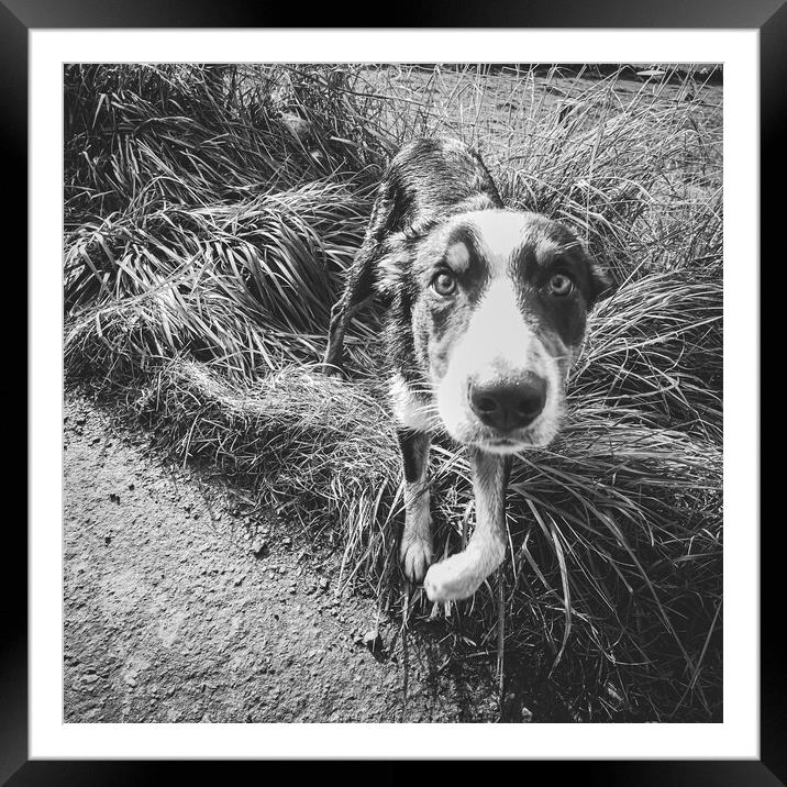 Local Farm Collie Framed Mounted Print by Duncan Loraine