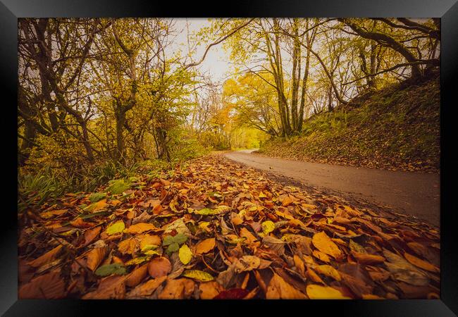 Sunlit Path of Autumn Framed Print by Duncan Loraine