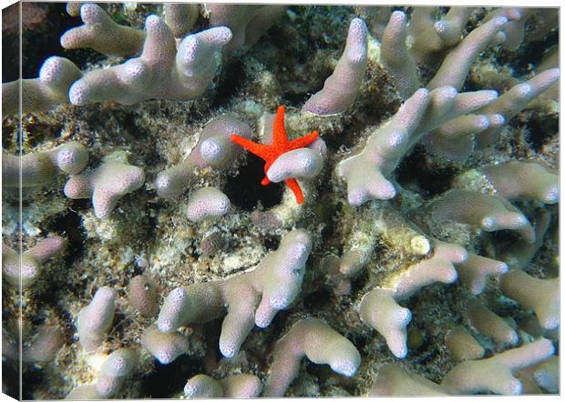 Starfish Coral Hug (uncropped) Canvas Print by Sarah Miles