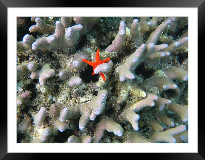Starfish Coral Hug (uncropped) Framed Mounted Print by Sarah Miles
