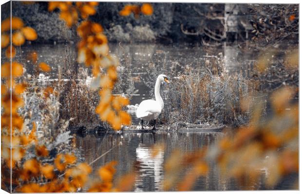 Swan on a Lake Canvas Print by Duncan Loraine