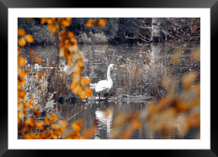 Swan on a Lake Framed Mounted Print by Duncan Loraine