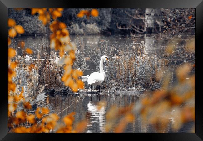 Swan on a Lake Framed Print by Duncan Loraine
