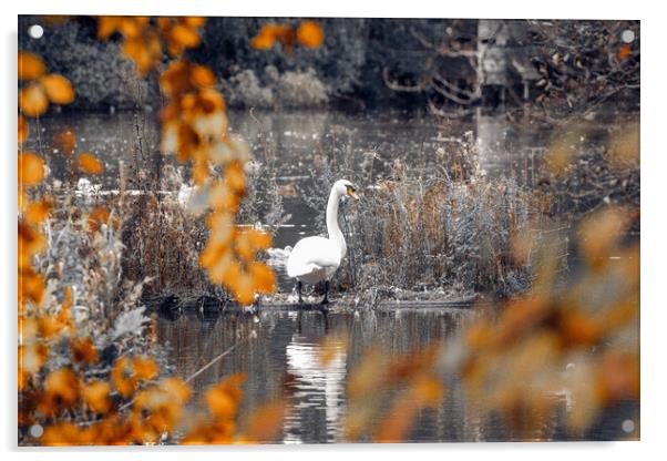 Swan on a Lake Acrylic by Duncan Loraine