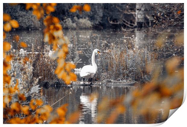 Swan on a Lake Print by Duncan Loraine